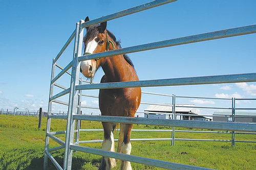 Fence Braces