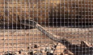 snake fence