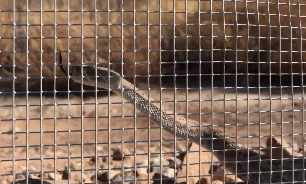 How High Does A Snake Fence Need To Be? - ANP Metals